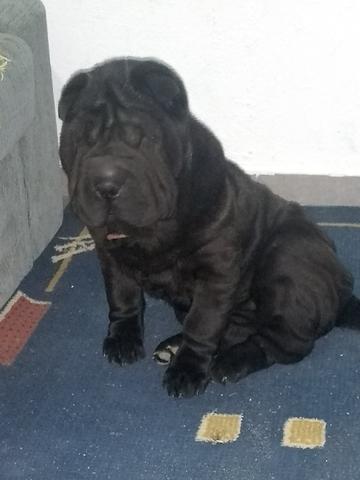 Vendo cachorro shar pei fêmea