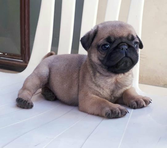 Lindo macho disponível com pedigree cbkc!!!