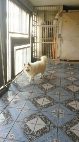 Não é Doação! samoieda