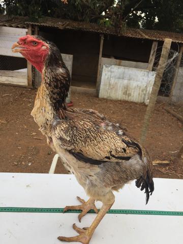 Frangas indio gigante