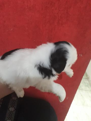 Shih tzu Pandinha (P/Dia das crianças)