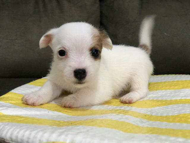 Limdos Filothes Jack Russell