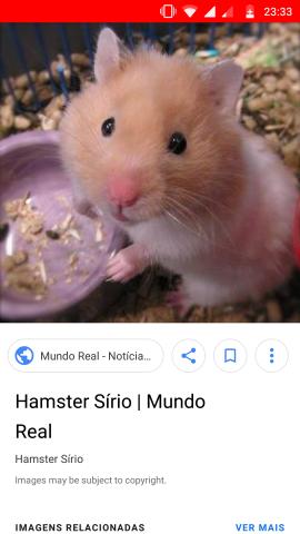 Procuro Hamster Sírio cor caramelo