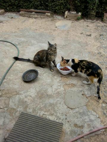 Doação de gatos