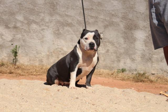 Fêmea American Bully 1 ano 3 meses