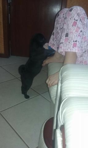 Linda fêmea de pug com pedigree 