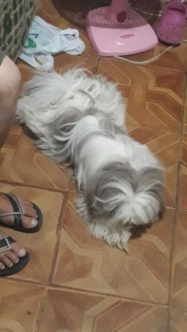 Linda shihtzu branca com.choc 8 meses