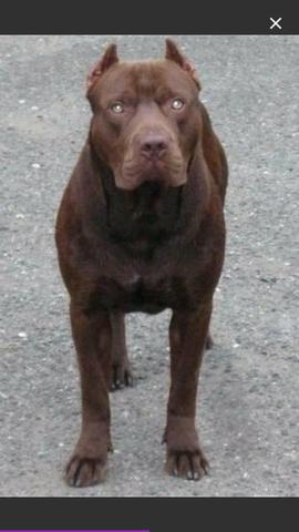 Pitbull American puro