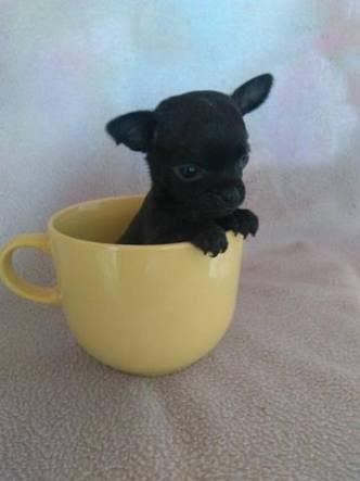 Lindos Pinscher fêmea e macho