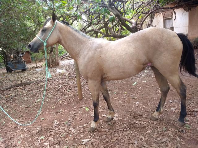 Potra quarto de milha baia