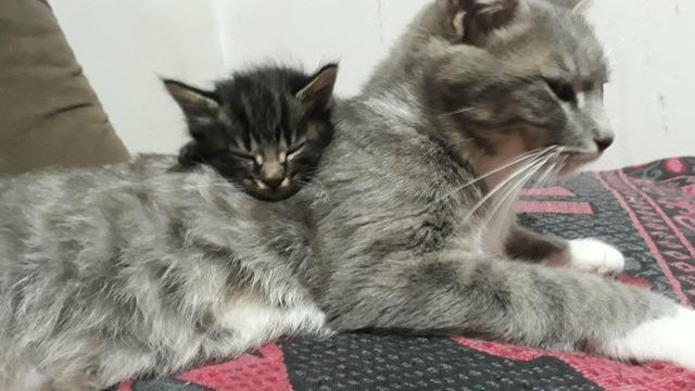 Doa se uma gata e um gatinho