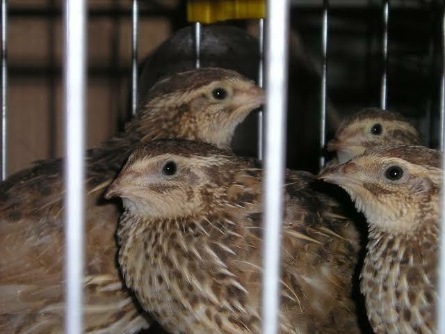 Ovos galados codorna japonesa