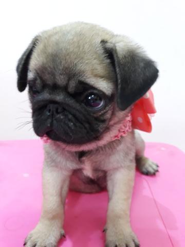 Pug Fêmea