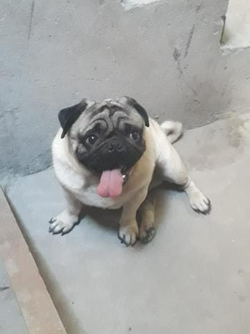 Pug disponível para cobertura