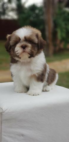 Shih Tzu macho e fêmea td com vacina importa contrato é vermifugado