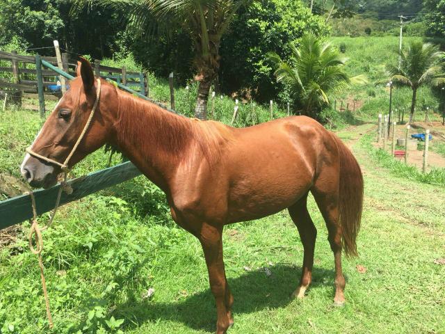 Vendo egua qm documentada duvidas pvt