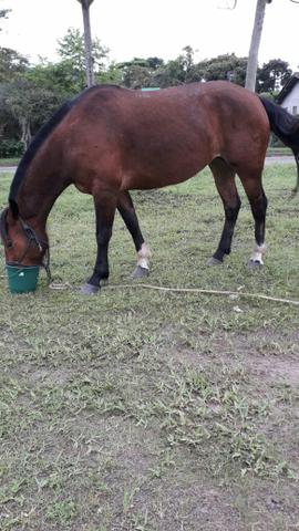 Égua mansa Sapiranga