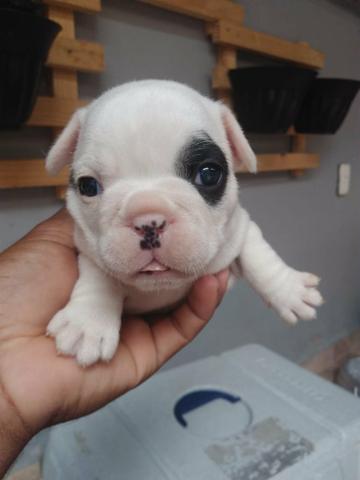 Femea de bulldog frances