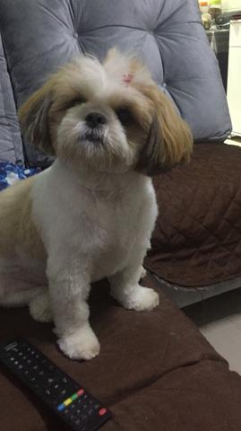 Vendo cachorro chitzu