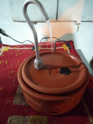 Benedouro p caes e gatos