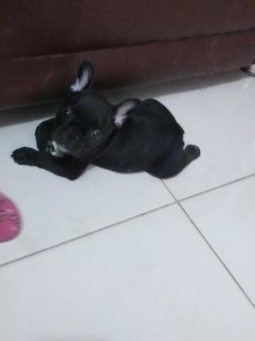 Bulldog Francês Fêmea