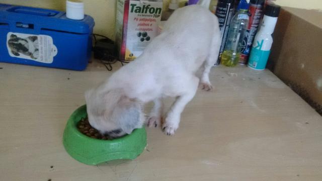 Linda feme adulta de Shitzu com pedigree