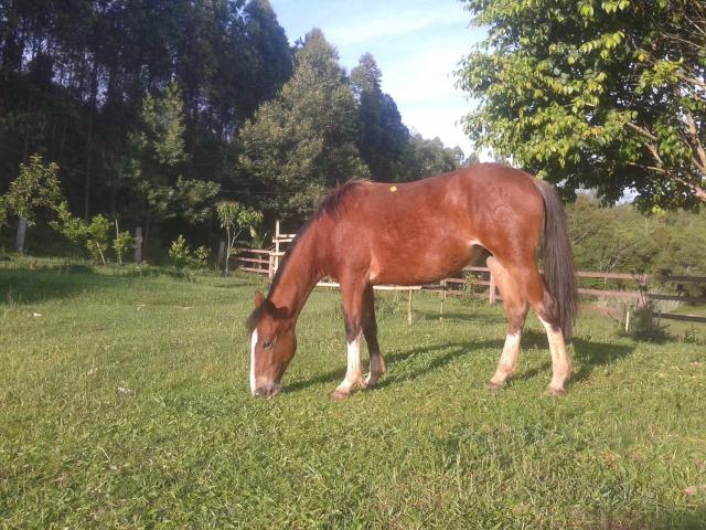 Vende-se potranca crioula