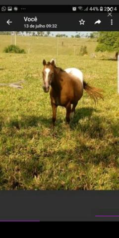 Vendo egua appaloosa