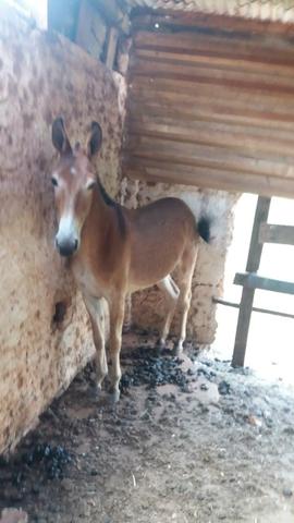 Vendo futuro burro de patrão