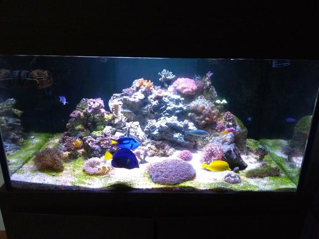 Aquário Marinho Completasso