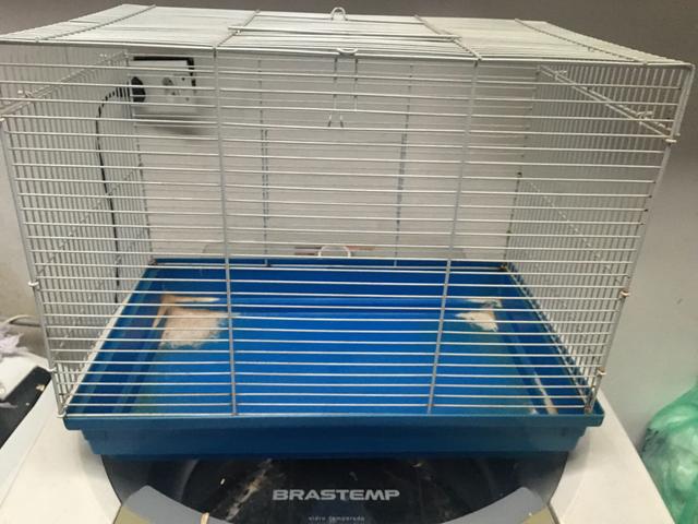 Gaiola hamster ou porquinho