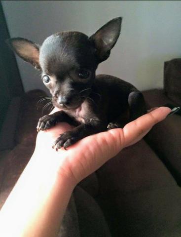 Pinscher macho e fêmea mini