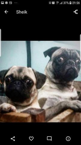 Pug com 30 dias já estão disponíveis aberto a propostas