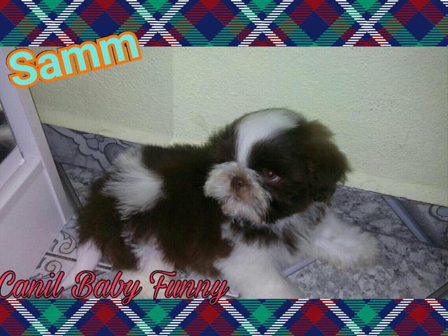 SHIH TZU macho