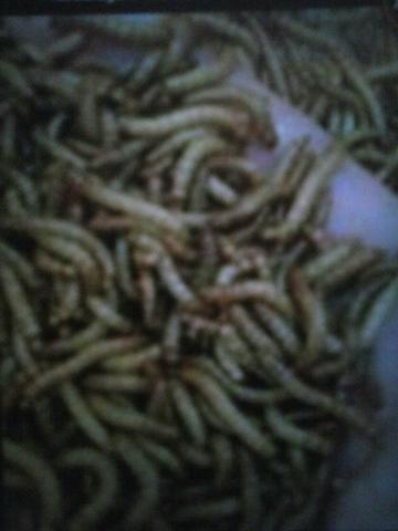 Vendemos tenébrios molitores (larvas da farinha)