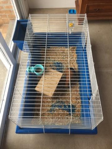 Gaiola, acessórios e 2 porquinhos da índia