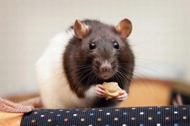 Ratos mercol/ Twister para estimação/ alimento