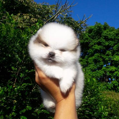 Spitz alemão / Lulu da Pomerânia - Canil Du Lion