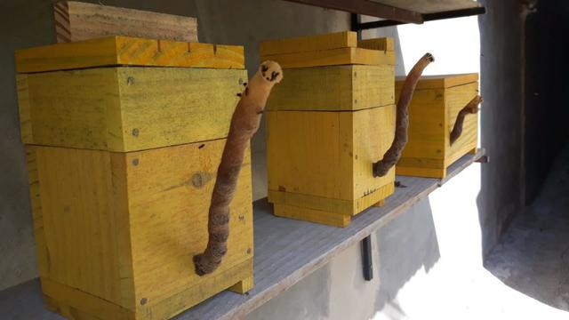 Atrativo para captura de abelhas jatai, mandaçais e outras sem ferrão