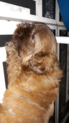 Fêmea chocolate Shihtzu