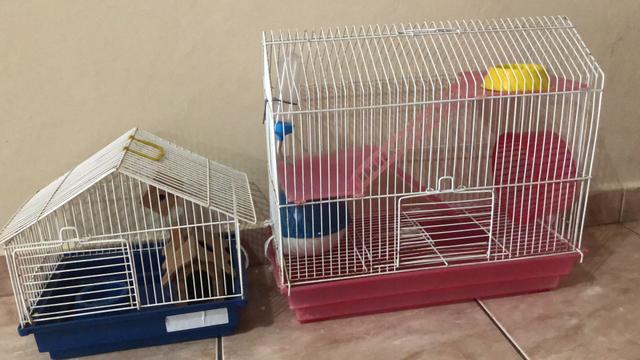 Gaiola hamster grande e pequena, casinha hamster
