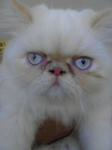 Meu gato persa himalaia procura uma gatinha persa para procriação