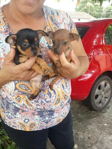 Pinscher mini pronta entrega