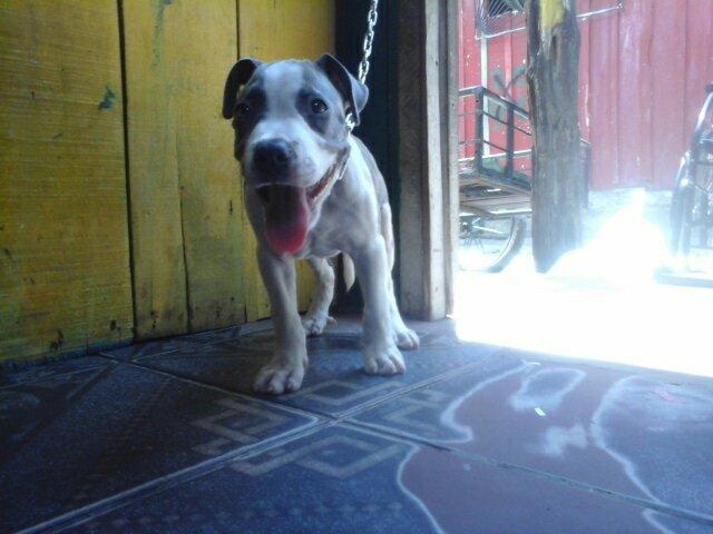 Vendo pit bull Red nose com pit Bully.400
