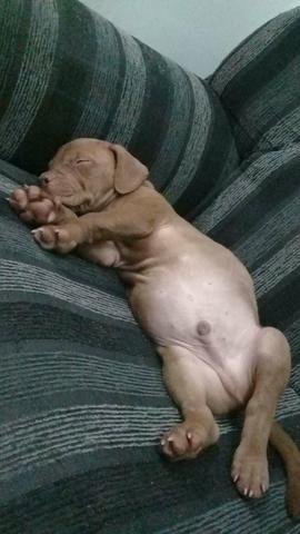 Vendo pitbull poro por R$300