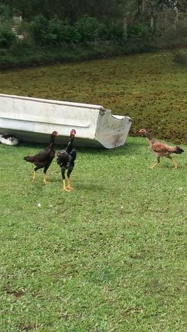 5 galinhas e 3 frangos IG