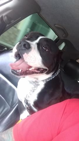 American Bully Pocket exotic