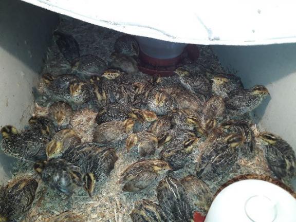 Codornas com 15 dias