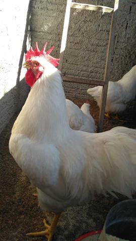 Ovos de galinhas ornamentais da raça Plymouth rock branco