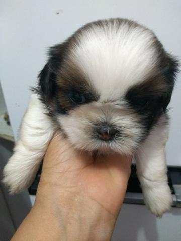Shi Tzu macho com 33 dias 800